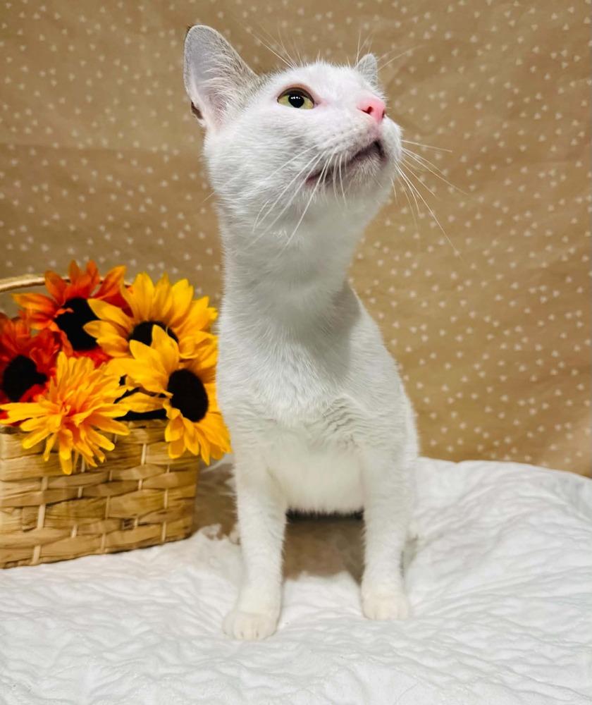 Enlarge Nadia, a Adoptable mixed breed in Groveland, MA image 6/6