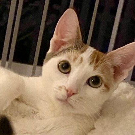 BiBi, ADOPTABLE, Kitten Female Domestic Short Hair.