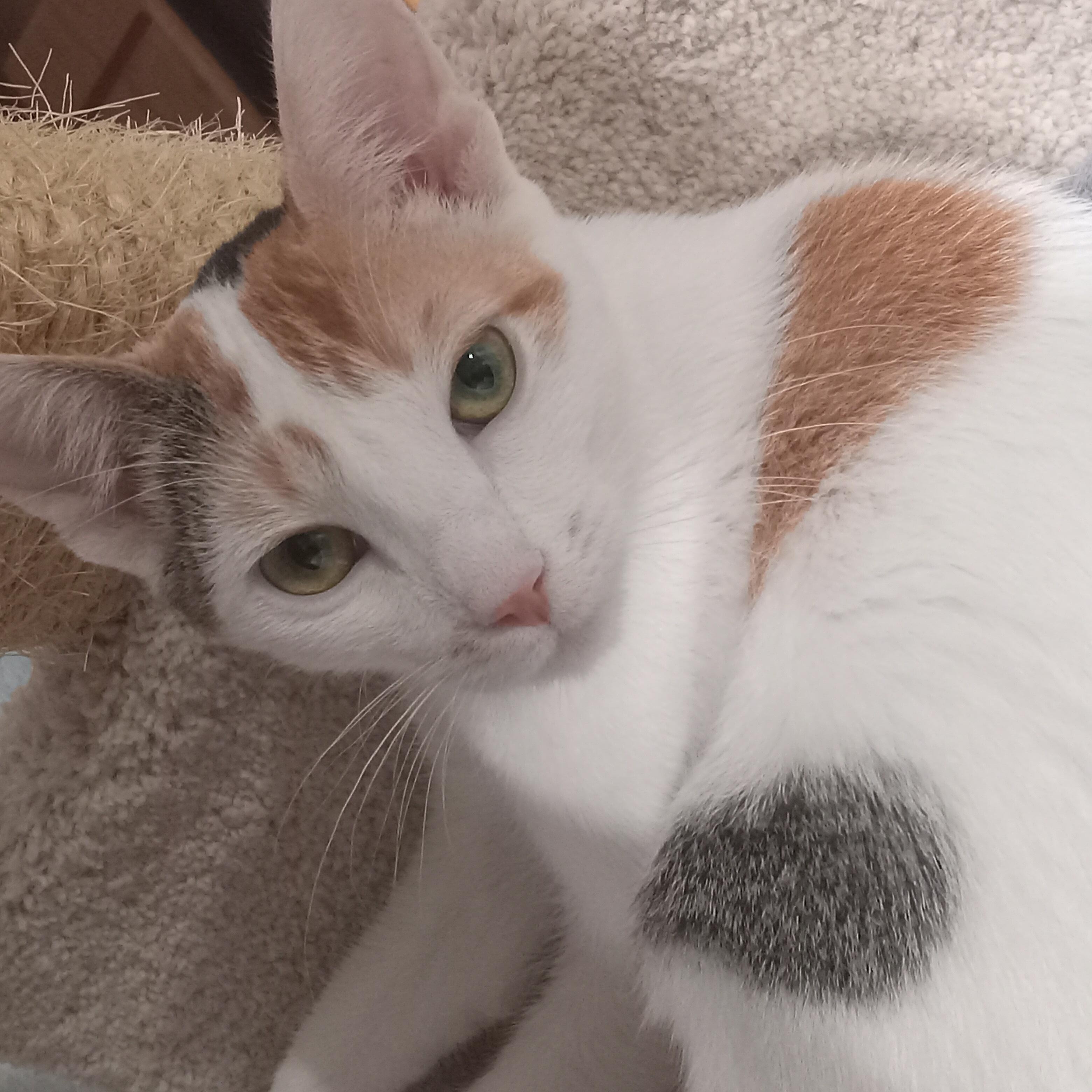 Enlarge BiBi, a ADOPTABLE Domestic Short Hair in Irvine, CA image 3/4