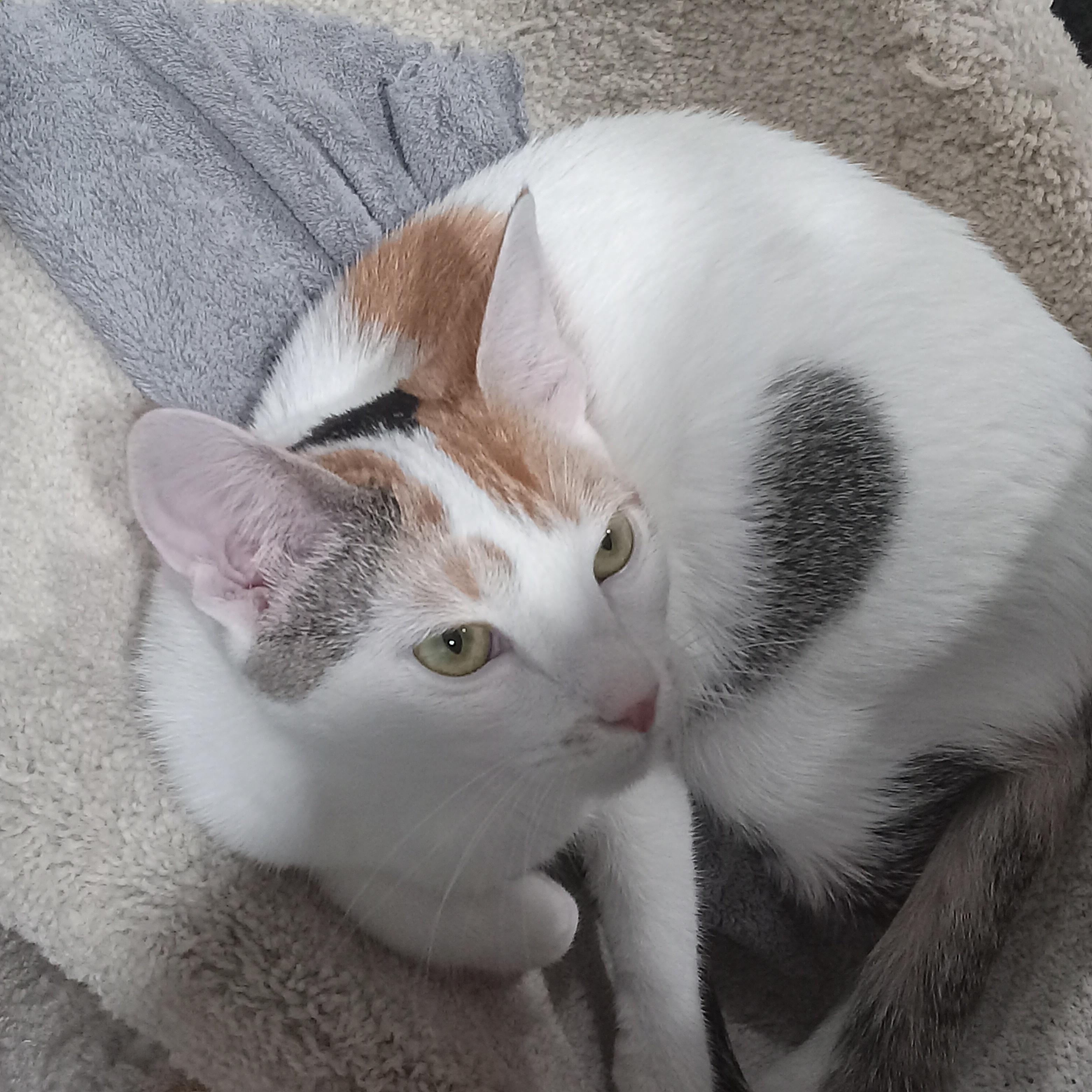 Enlarge BiBi, a ADOPTABLE Domestic Short Hair in Irvine, CA image 2/4