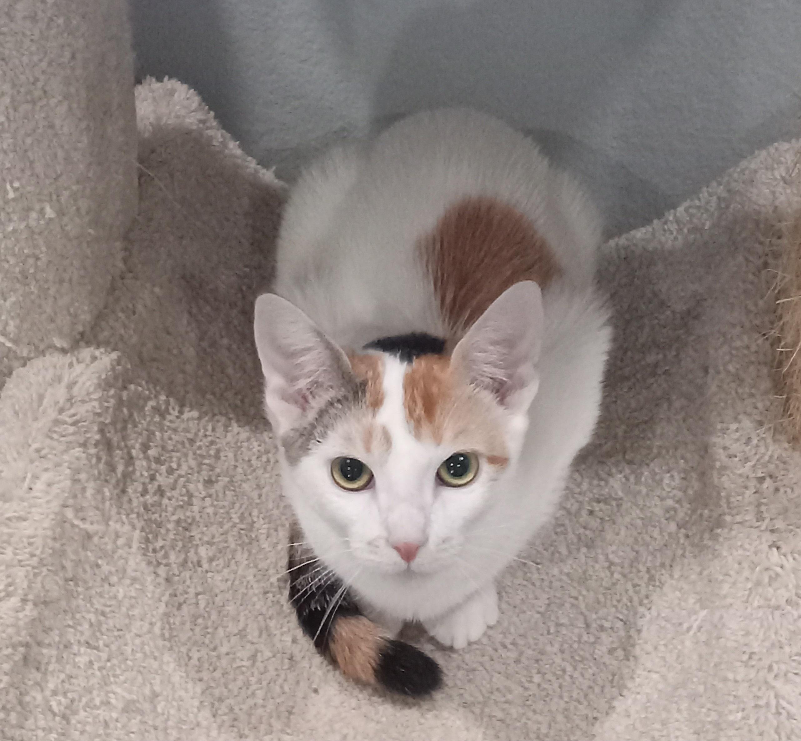 Enlarge BiBi, a ADOPTABLE Domestic Short Hair in Irvine, CA image 4/4