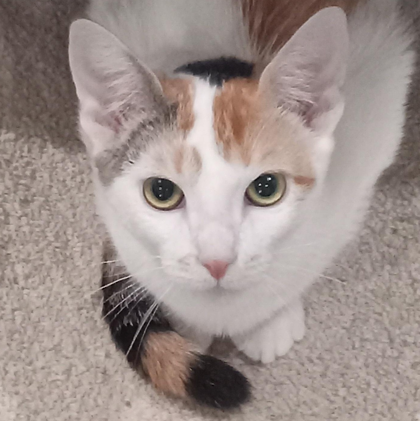 BiBi, ADOPTABLE, Kitten Female Domestic Short Hair.