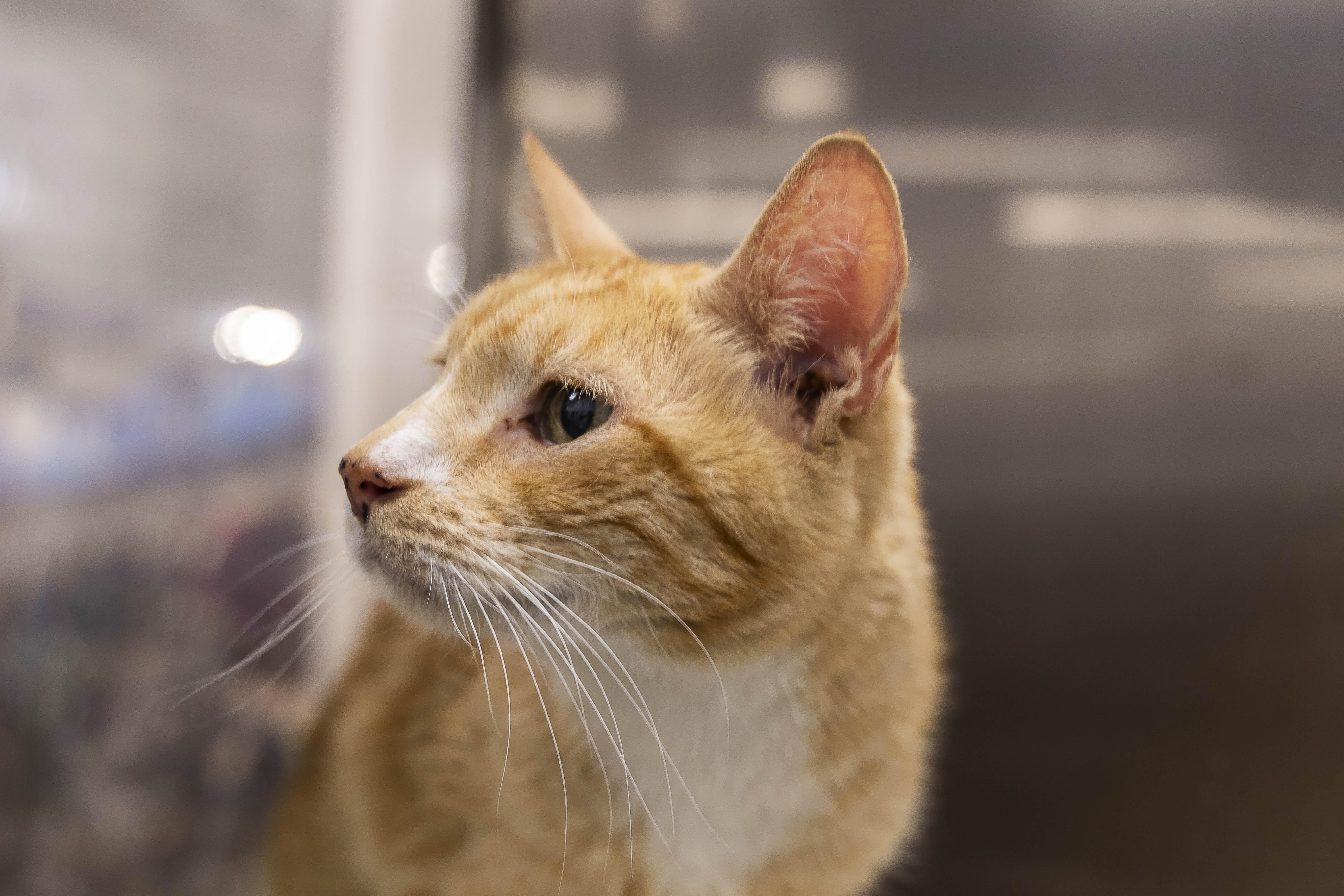 Enlarge Maxx, a Adopted Tabby in Millville, UT image 2/2