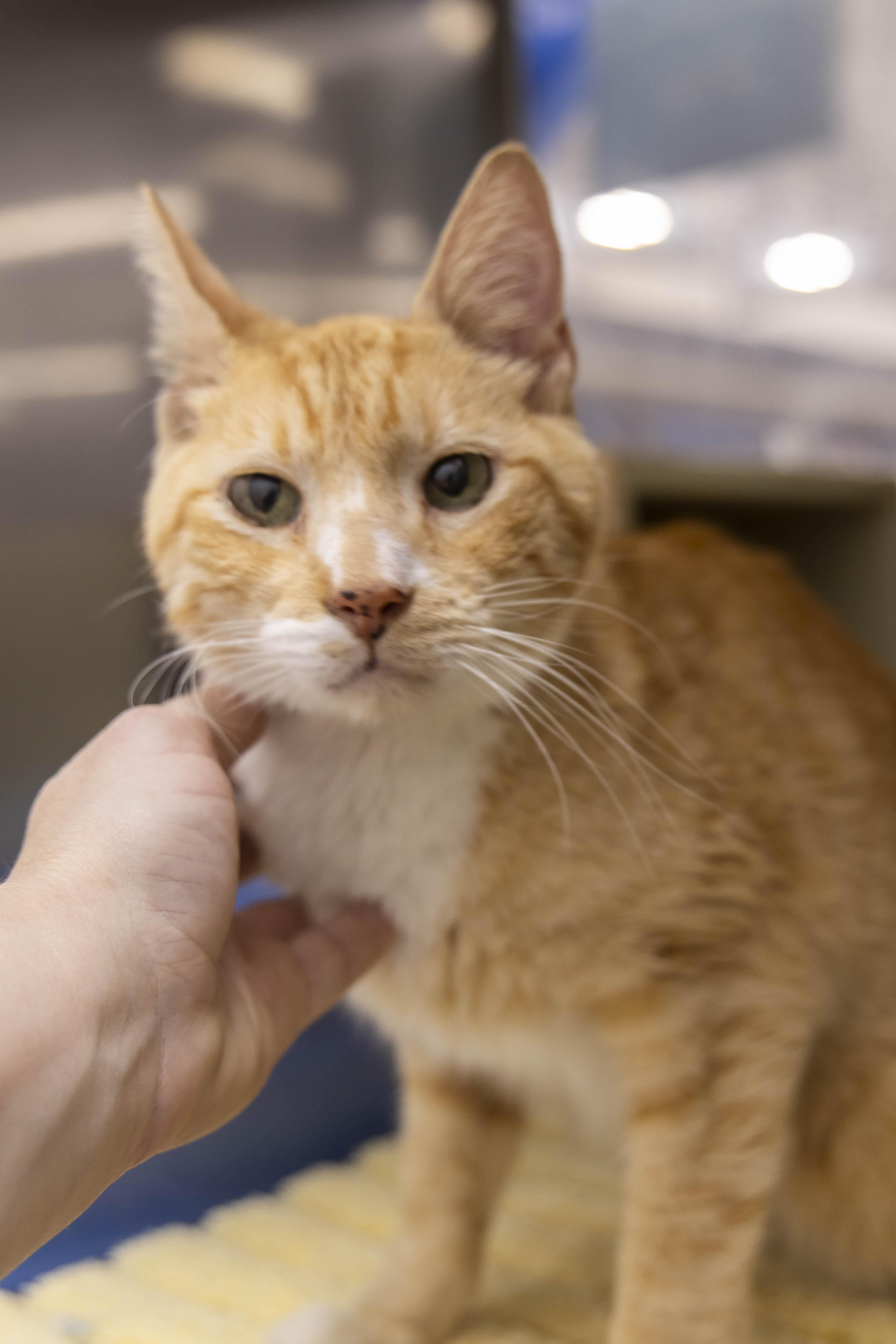 Maxx, Adopted, Young Male Tabby.