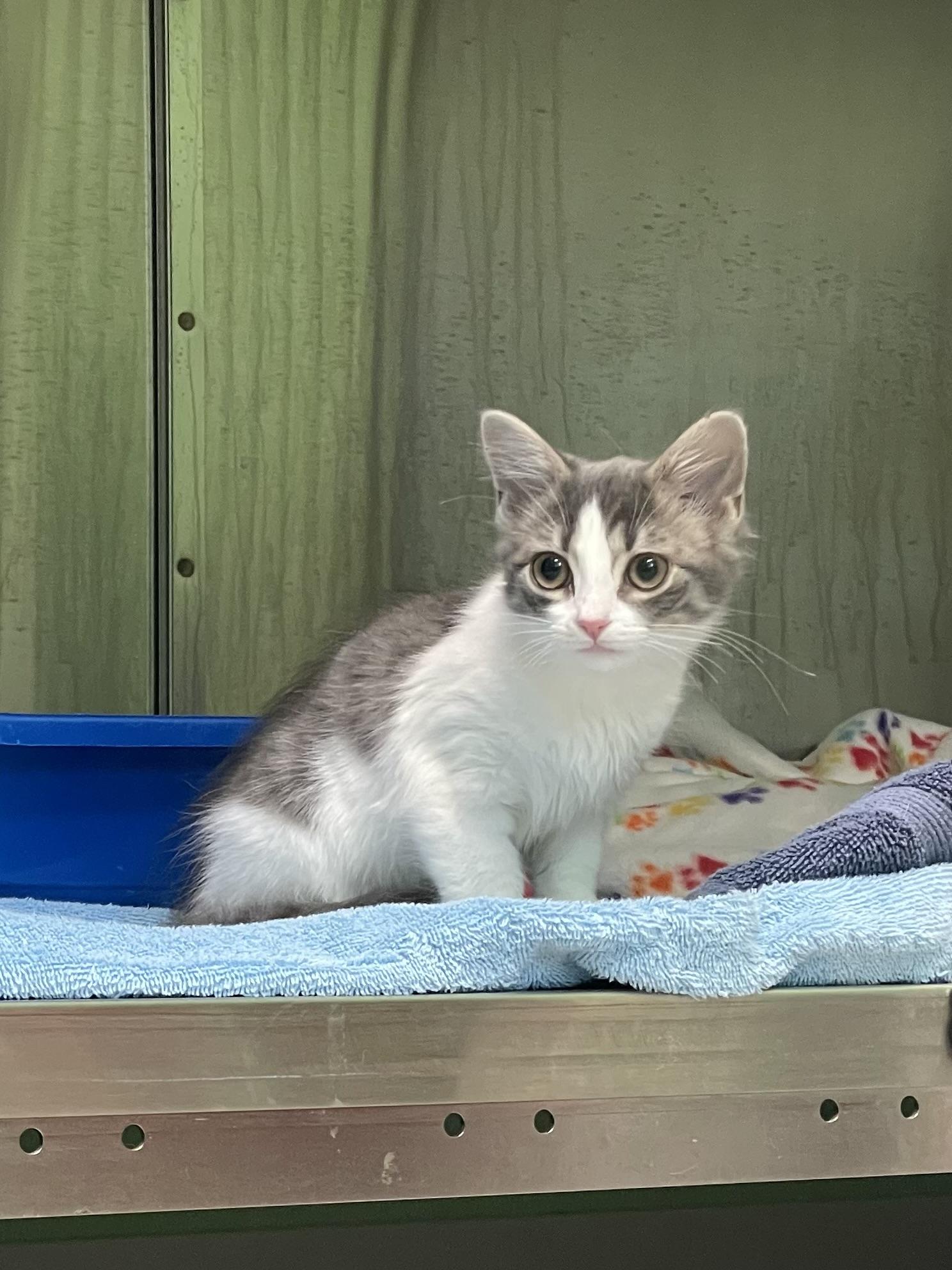 Lilac, adopted, Kitten Female American Shorthair.
