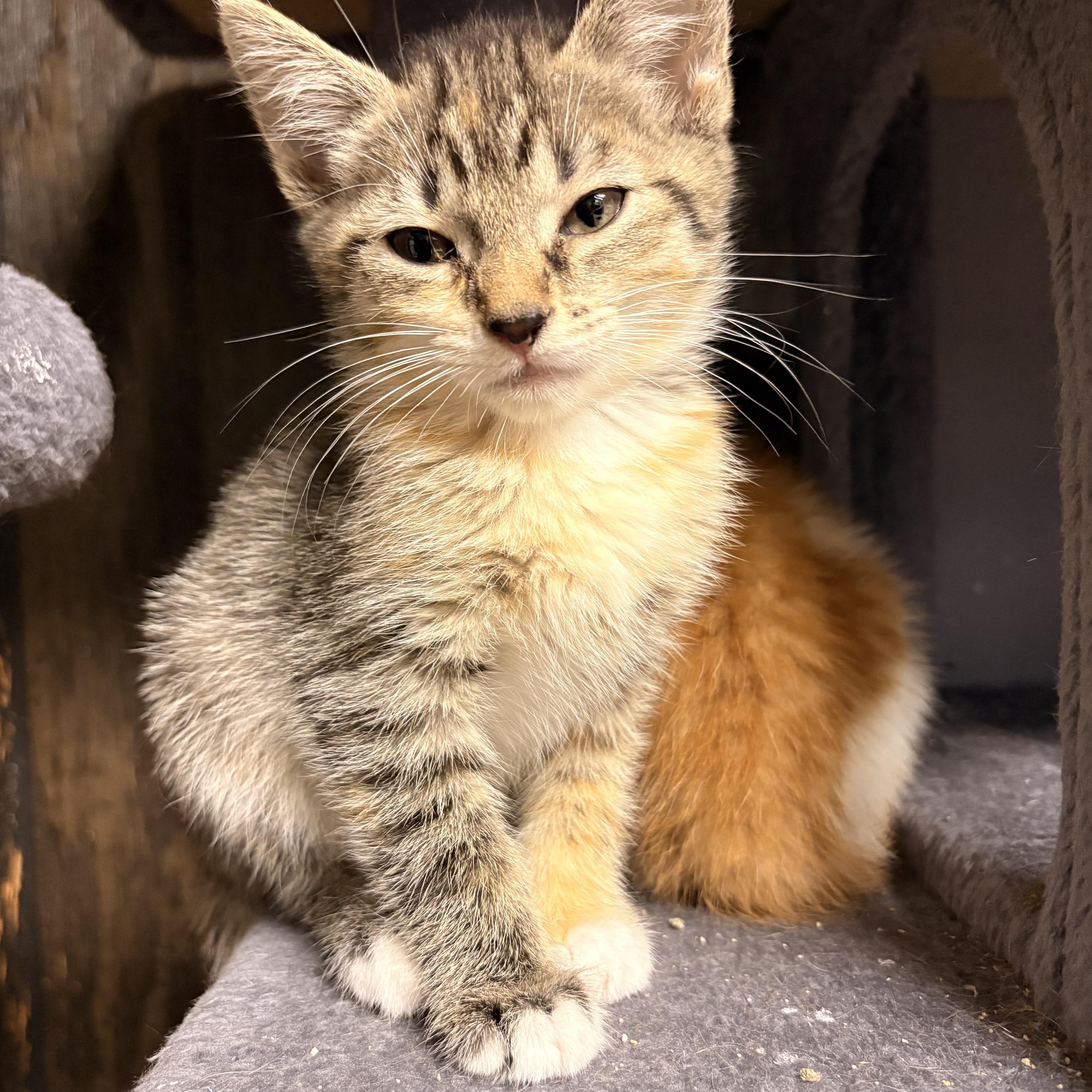 Rosie, a ADOPTABLE Domestic Short Hair in Austintown, OH image 2/2