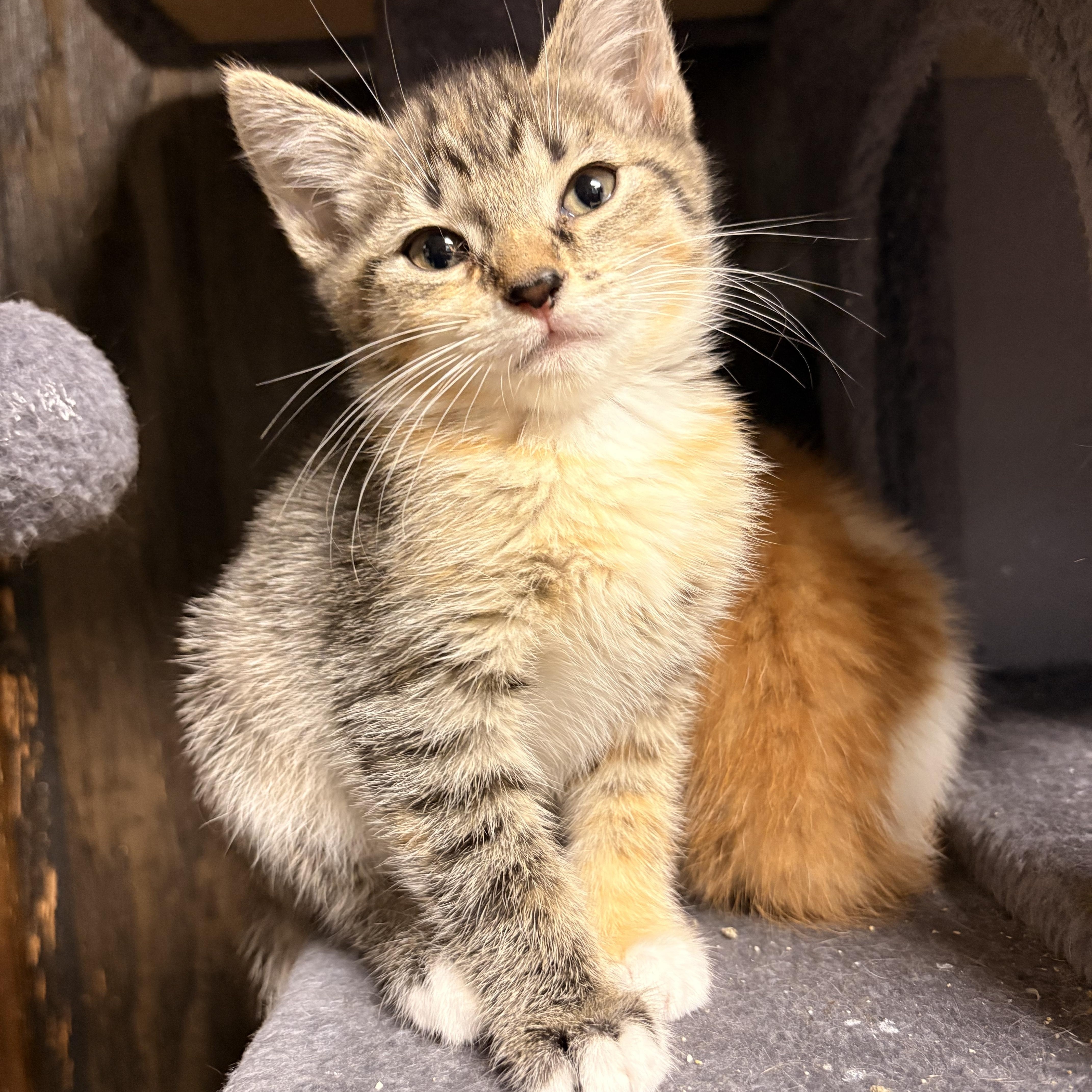 Rosie, ADOPTABLE, Kitten Female Domestic Short Hair.