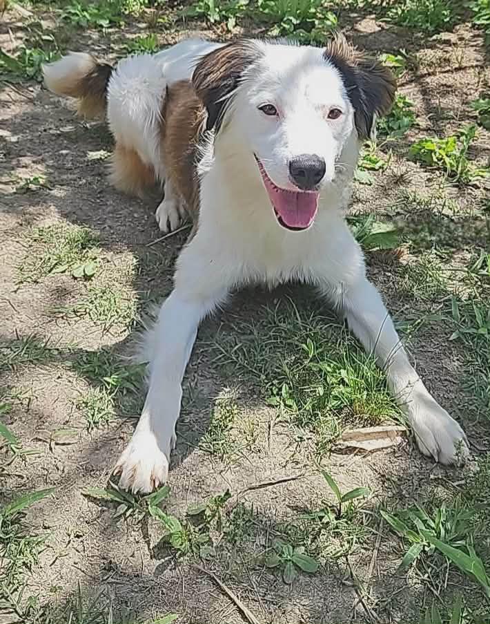 Nelly, Adoptable, Young Female Spaniel.