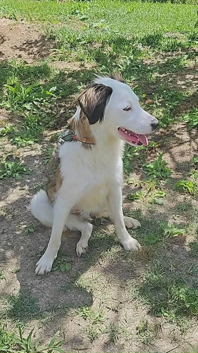 Enlarge Nelly, a Adoptable Spaniel in Wakefield, RI image 2/3