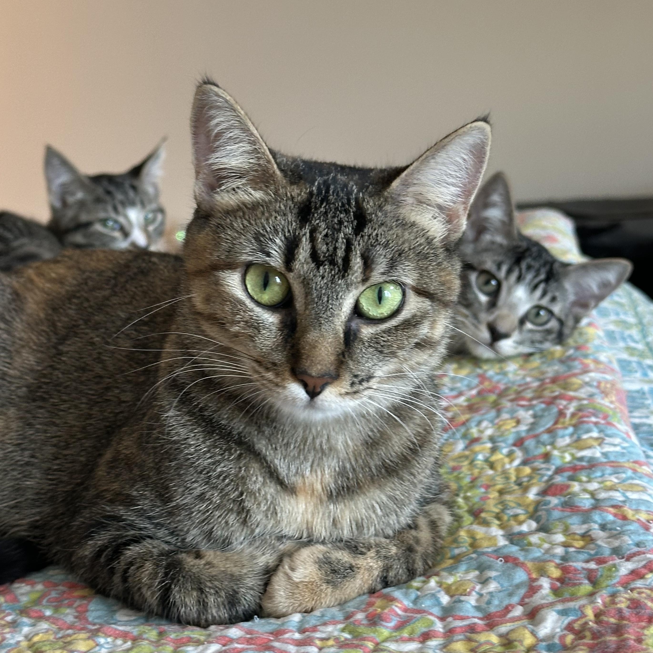 Tina, ADOPTABLE, Young Female Domestic Short Hair.