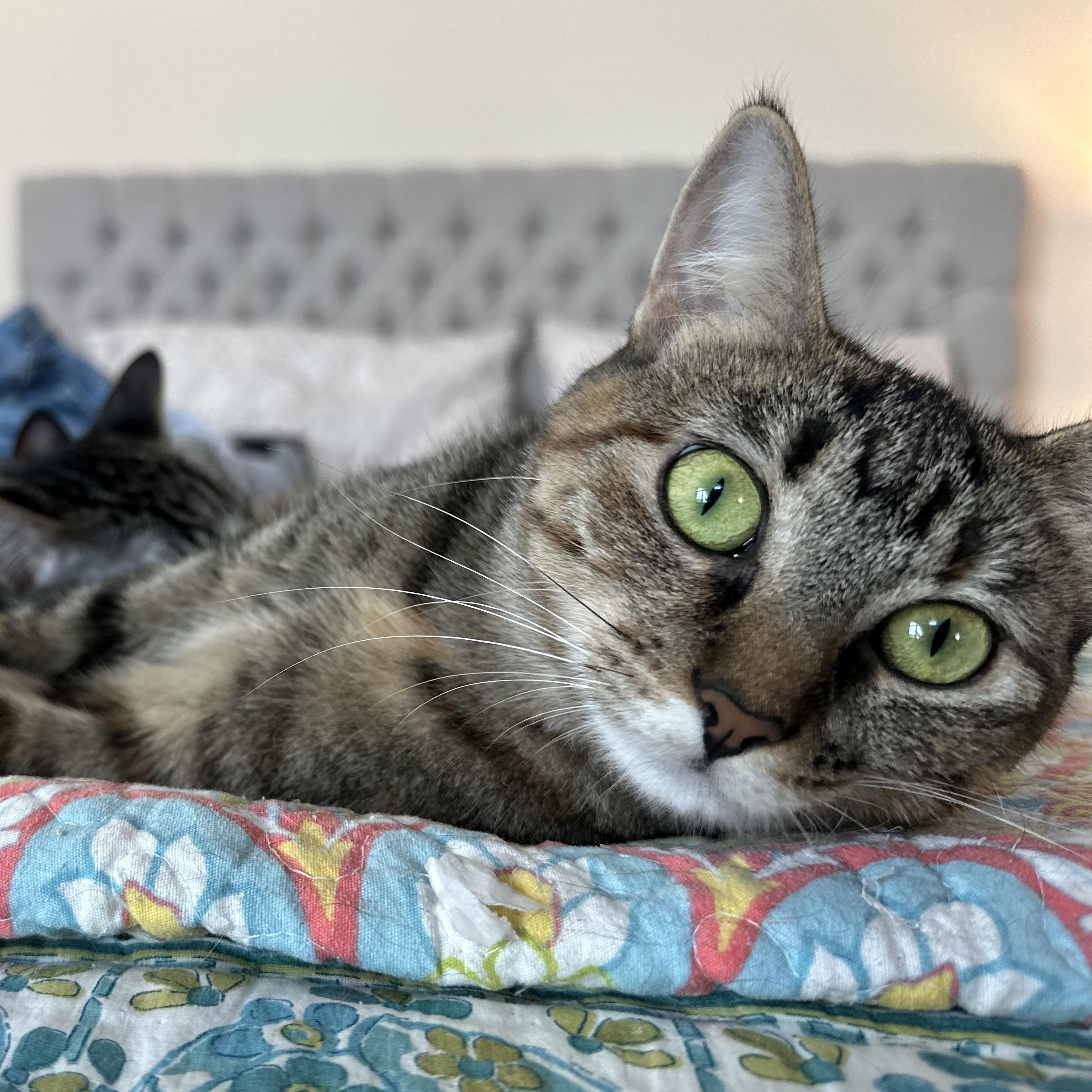 Enlarge Tina, a ADOPTABLE mixed breed in Chicago, IL image 2/4