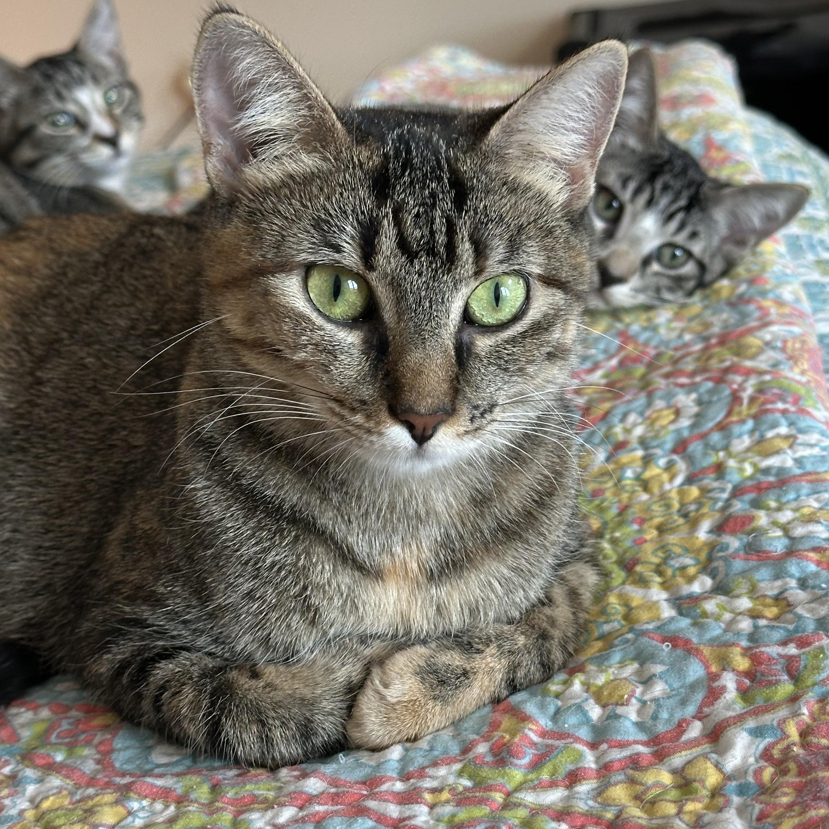 Enlarge Tina, a ADOPTABLE mixed breed in Chicago, IL image 3/4