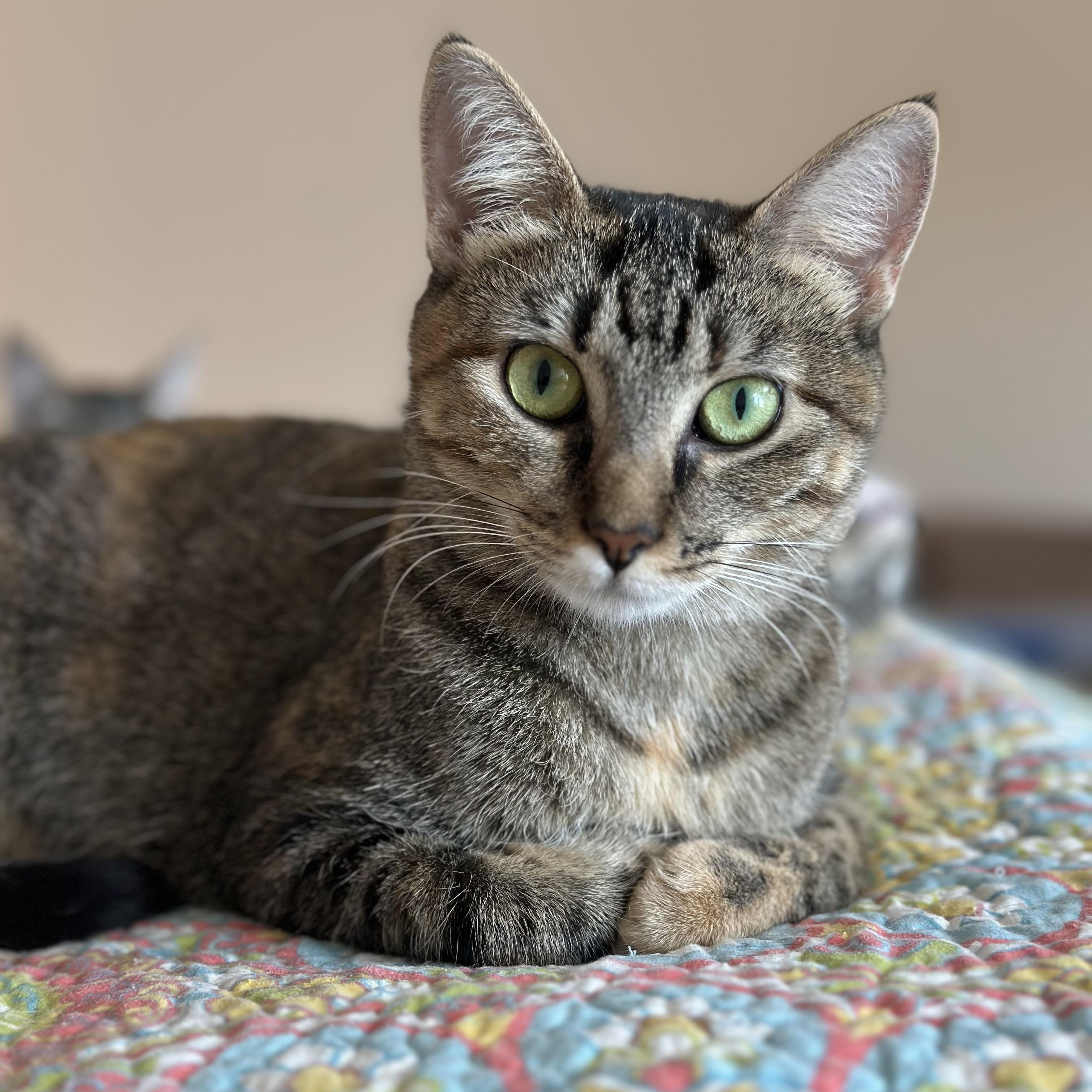 Enlarge Tina, a ADOPTABLE mixed breed in Chicago, IL image 4/4