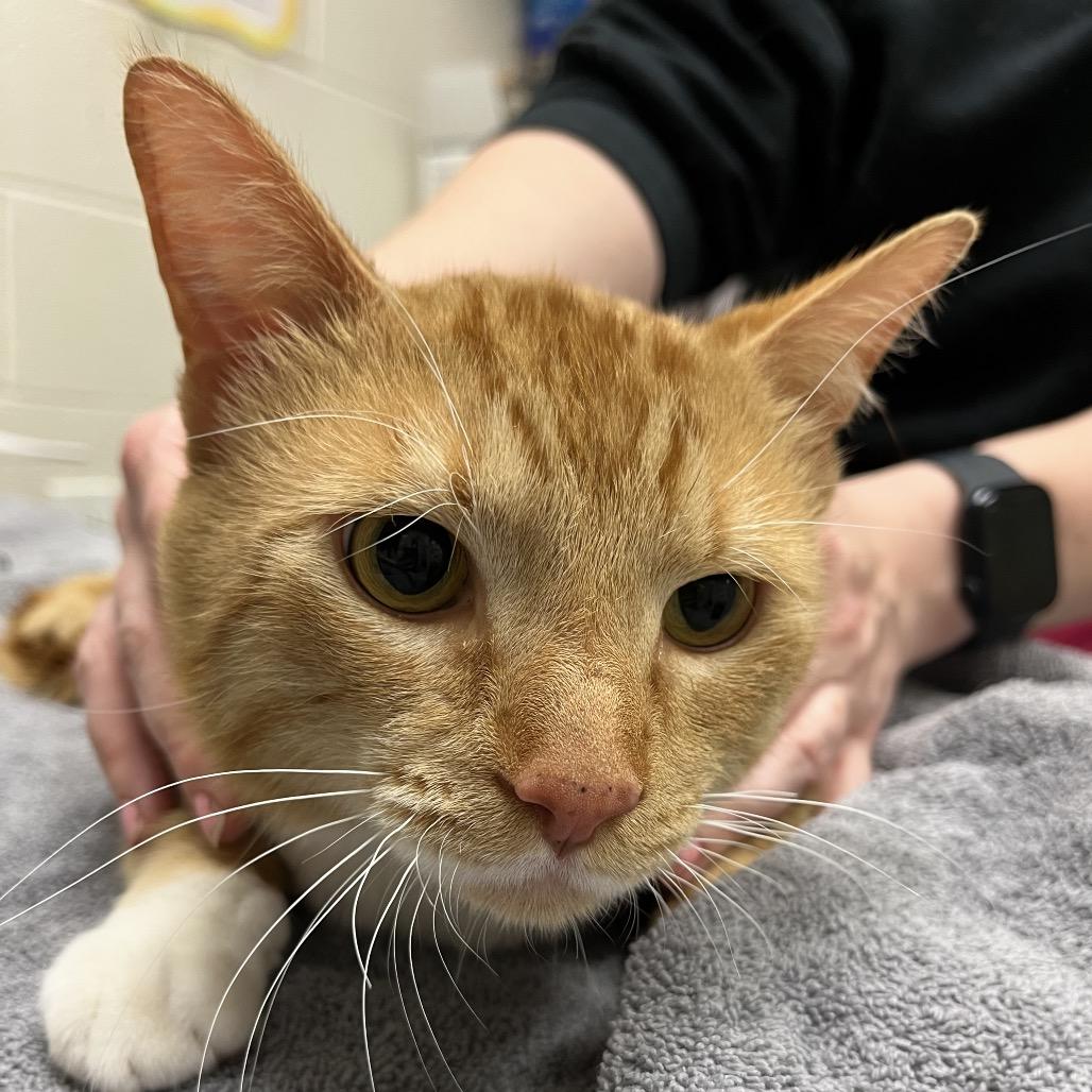 Mufasa, Adoptable, Adult Male Domestic Short Hair.