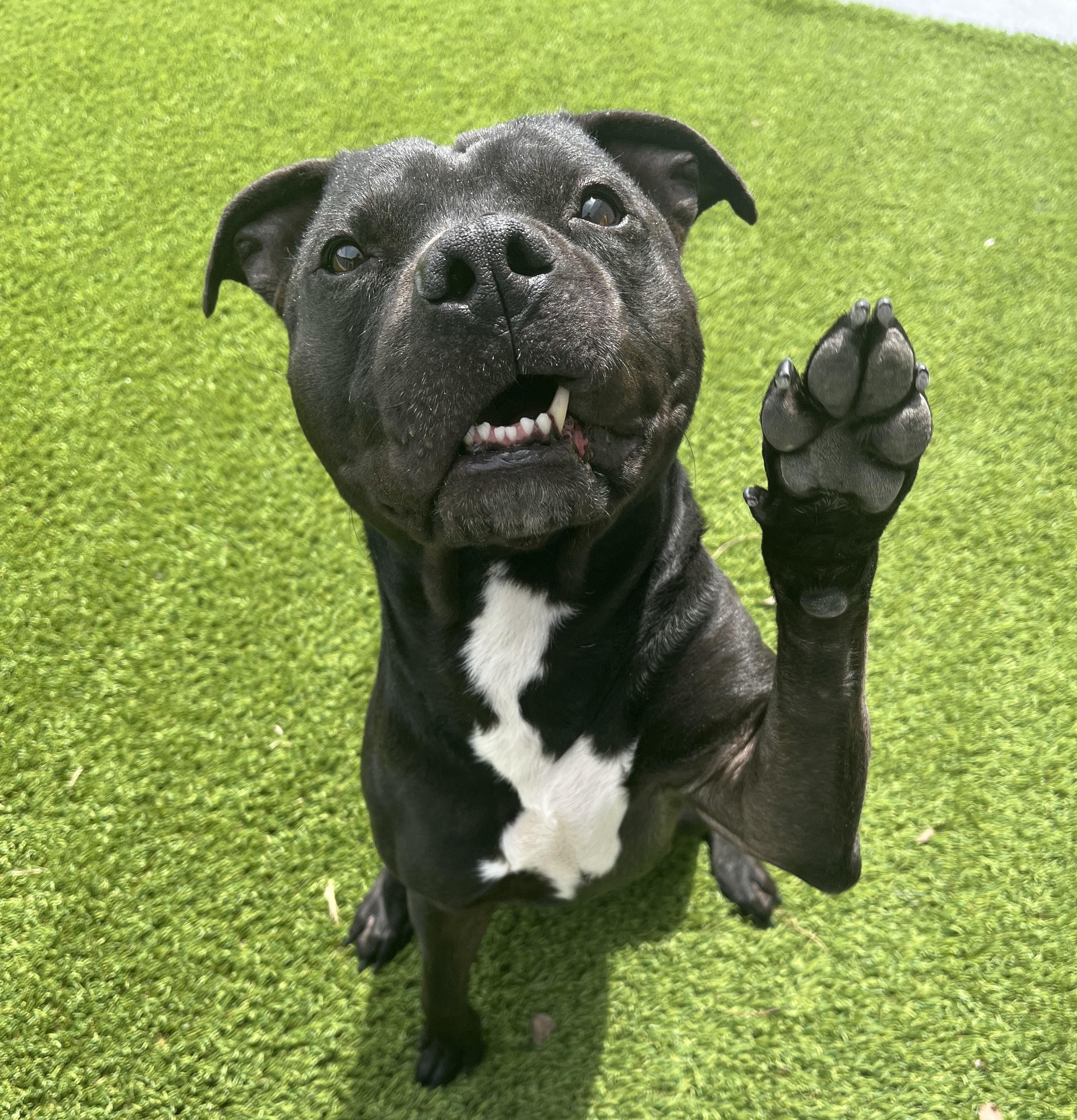 Enlarge Duke, an adoptable mixed breed in Cedar Rapids, IA image 1/5
