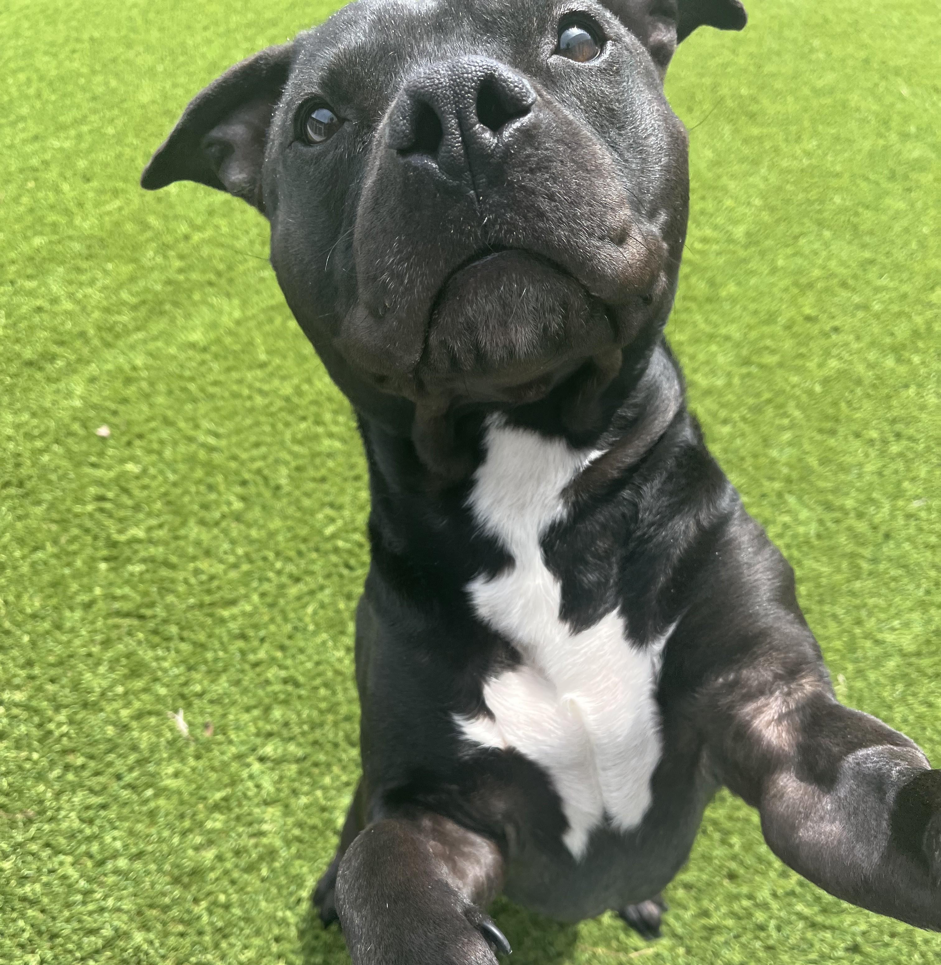 Enlarge Duke, an adoptable mixed breed in Cedar Rapids, IA image 3/5