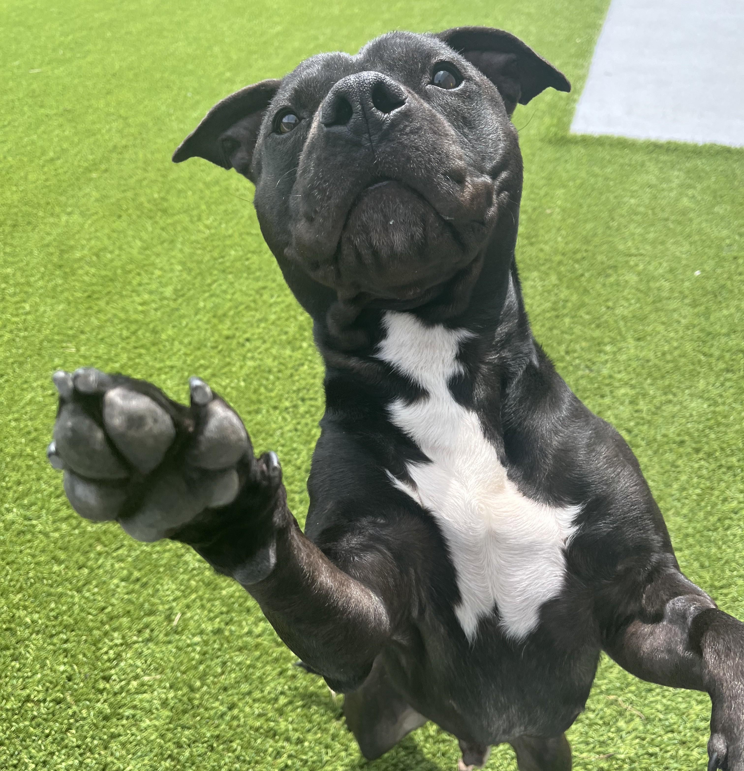 Enlarge Duke, an adoptable mixed breed in Cedar Rapids, IA image 5/5