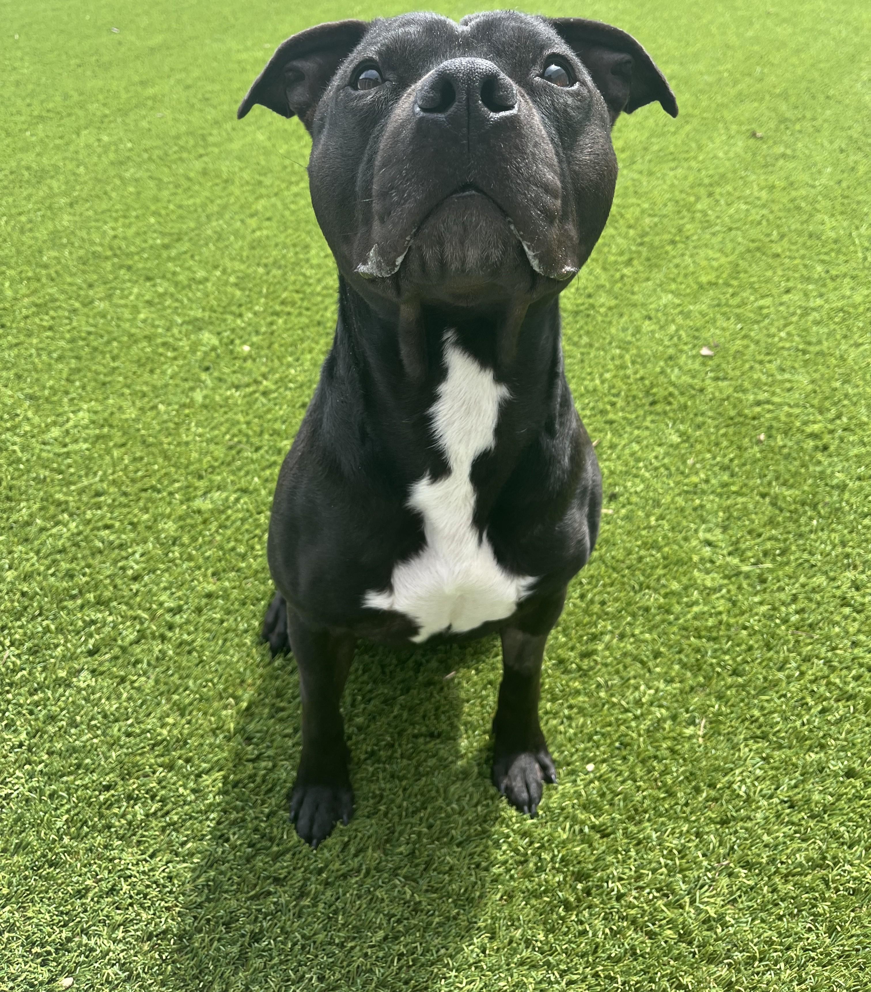 Enlarge Duke, an adoptable mixed breed in Cedar Rapids, IA image 2/5