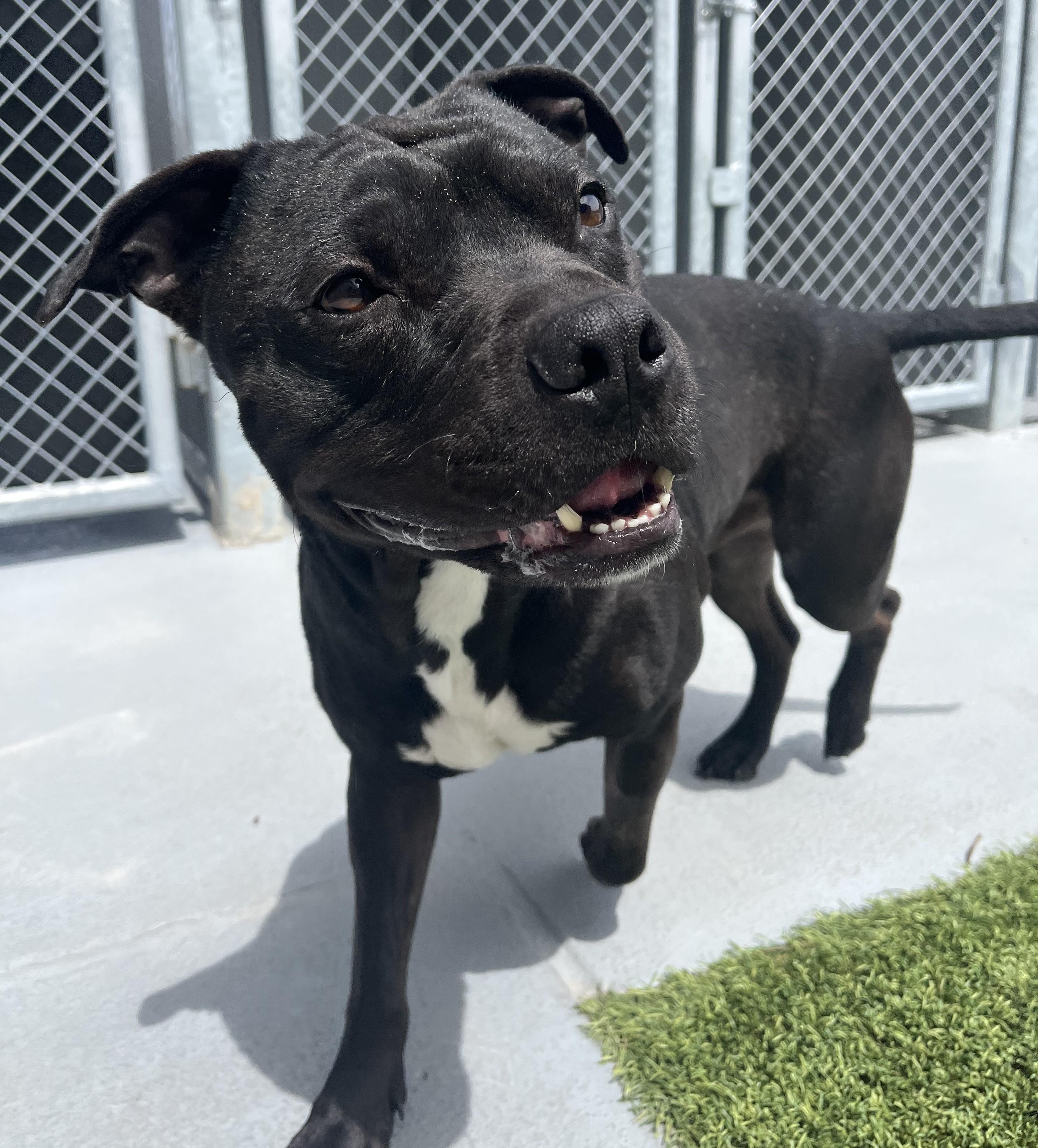 Enlarge Duke, an adoptable mixed breed in Cedar Rapids, IA image 4/5