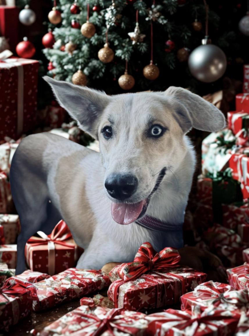 Eva, ADOPTABLE, Adult Female Siberian Husky.