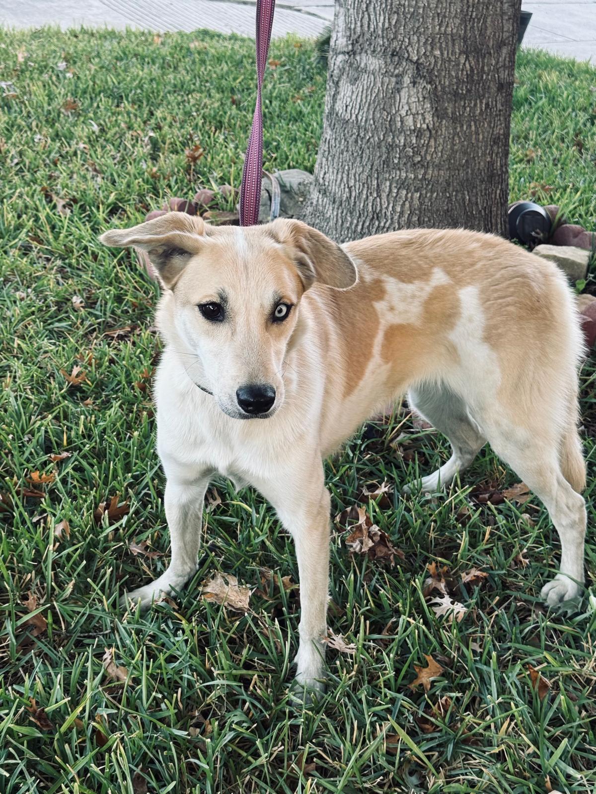 Enlarge Eva, a ADOPTABLE mixed breed in Adkins, TX image 2/4