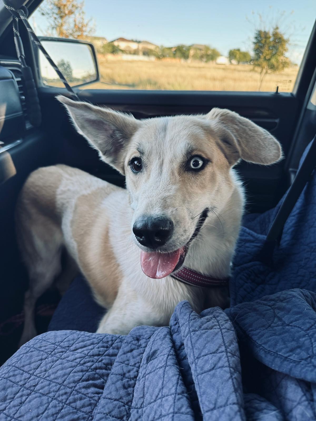 Enlarge Eva, a ADOPTABLE mixed breed in Adkins, TX image 3/4