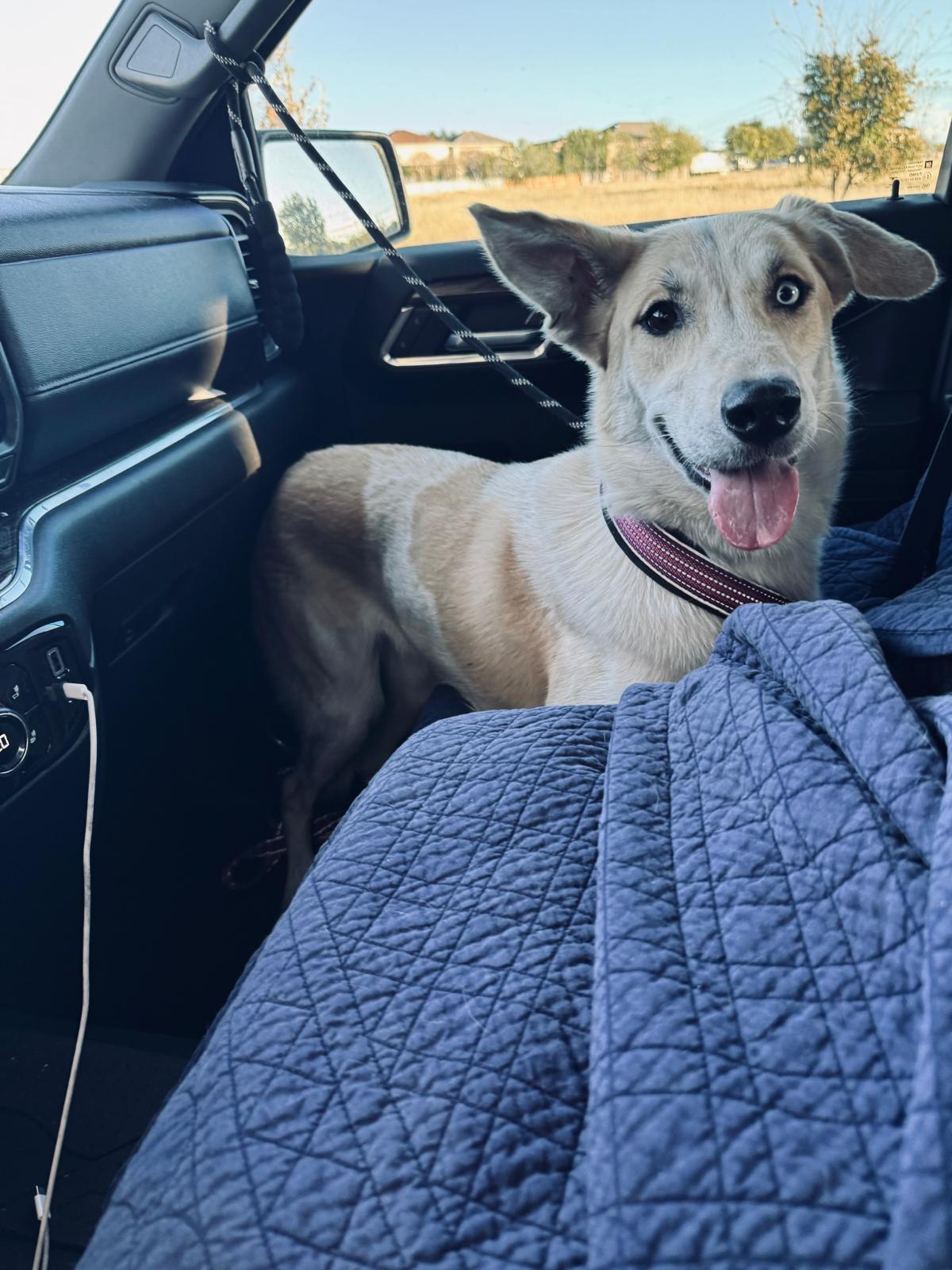 Enlarge Eva, a ADOPTABLE mixed breed in Adkins, TX image 4/4