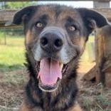 Taz, Adoptable, Adult Male Mixed Breed.