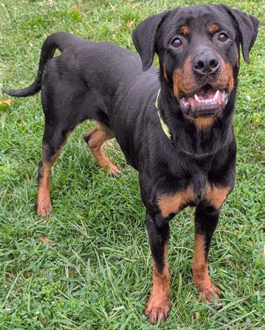 KIMA, Adoptable, Young Female Rottweiler.