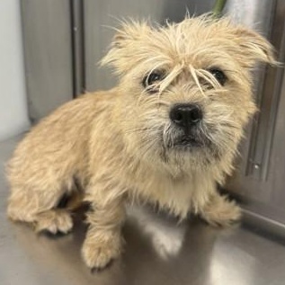 Snicker, adopted, Adult Male Terrier.