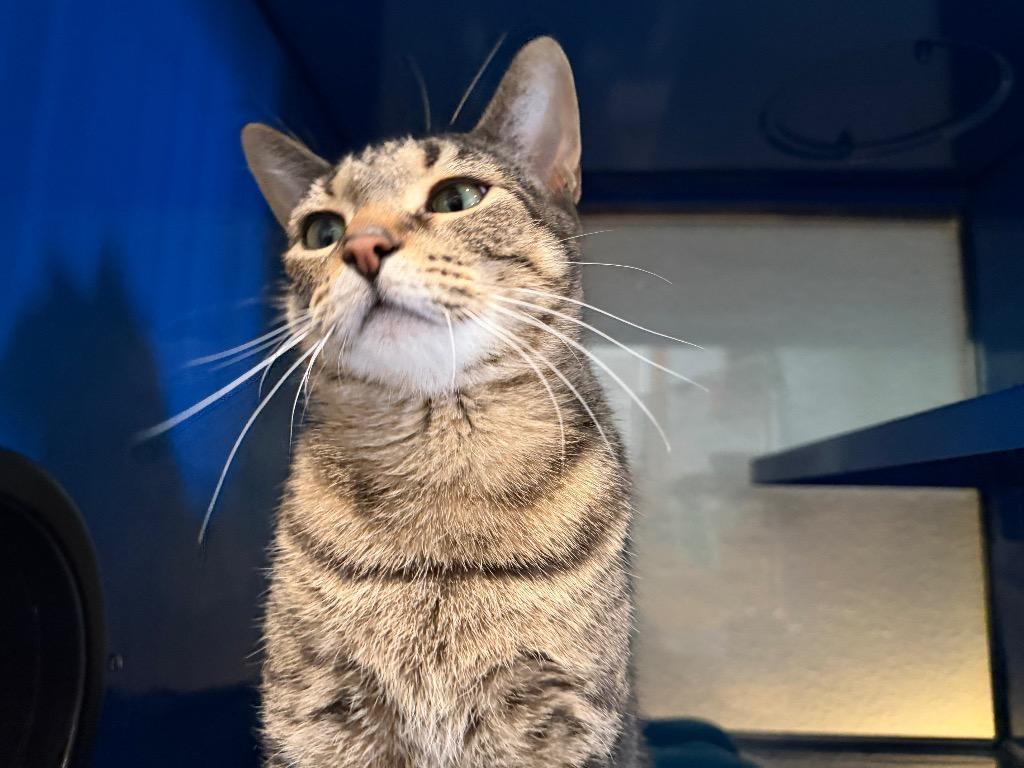 F0 Crystal, a Adoptable mixed breed in Ashland, WI image 1/4