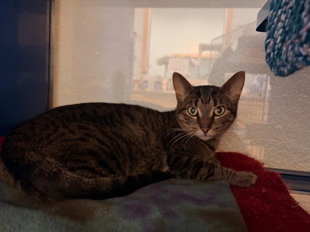 F0 Crystal, Adoptable, Young Female Domestic Short Hair.