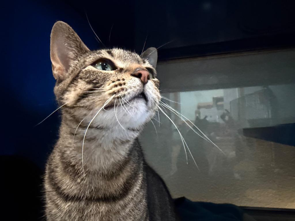 F0 Crystal, a Adoptable mixed breed in Ashland, WI image 3/4