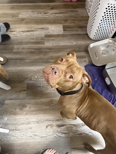 SKYE, Adoptable, Adult Female Pit Bull Terrier & Mixed Breed.