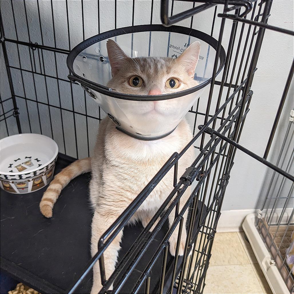 Enlarge Donkey -Washington PetSmart, a Adoptable Domestic Short Hair in Union, MO image 1/2