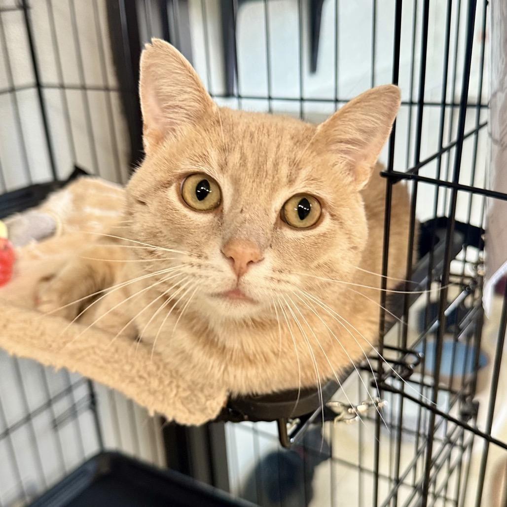 Donkey LR8, Adoptable, Adult Male Domestic Short Hair.