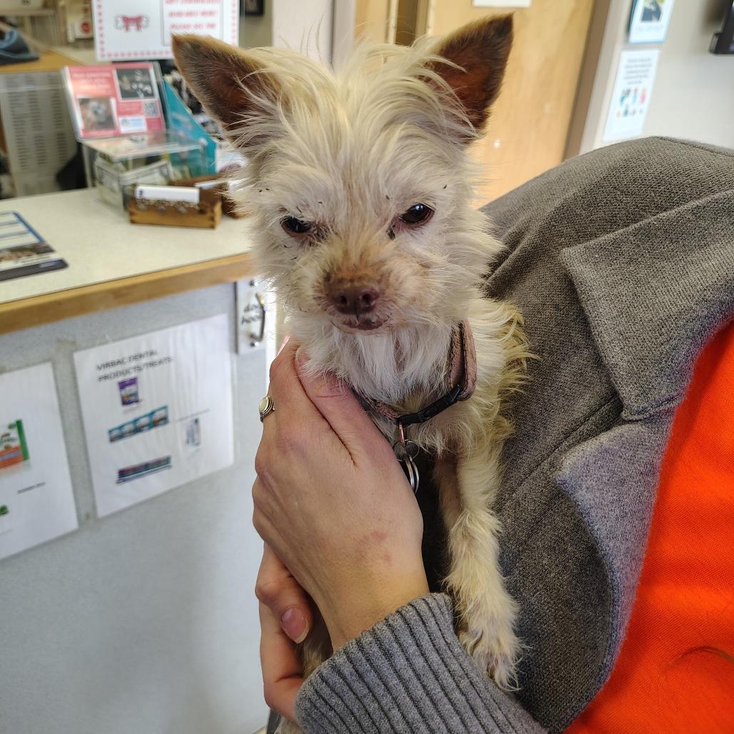 Enlarge Sissy, a Adoptable mixed breed in Coos Bay, OR image 1/6