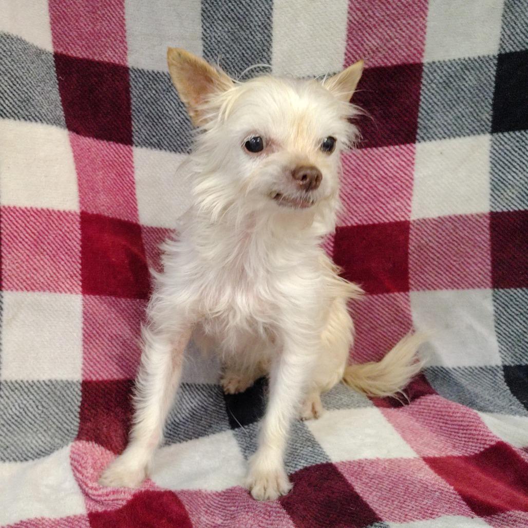 Enlarge Sissy, a Adoptable mixed breed in Coos Bay, OR image 2/6