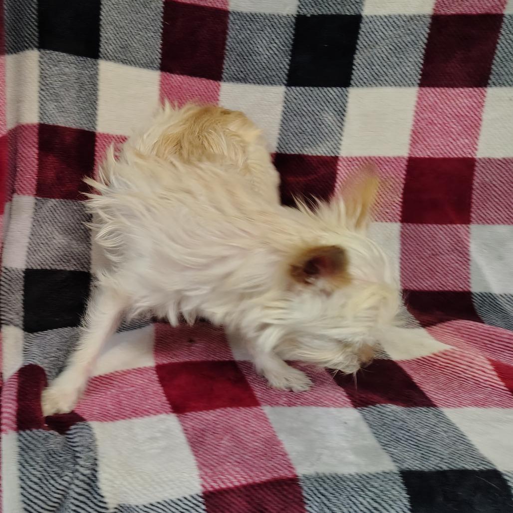 Enlarge Sissy, a Adoptable mixed breed in Coos Bay, OR image 3/6