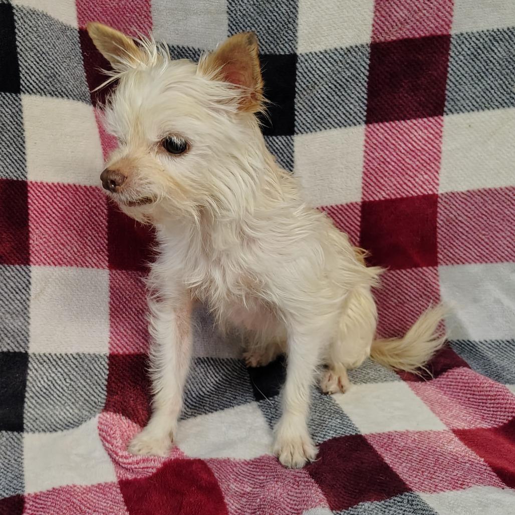 Enlarge Sissy, a Adoptable mixed breed in Coos Bay, OR image 4/6