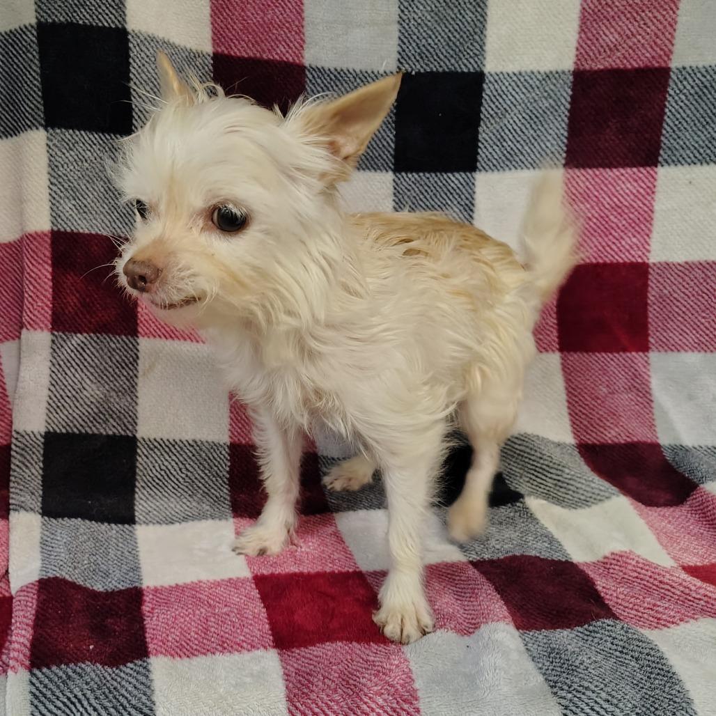 Enlarge Sissy, a Adoptable mixed breed in Coos Bay, OR image 6/6