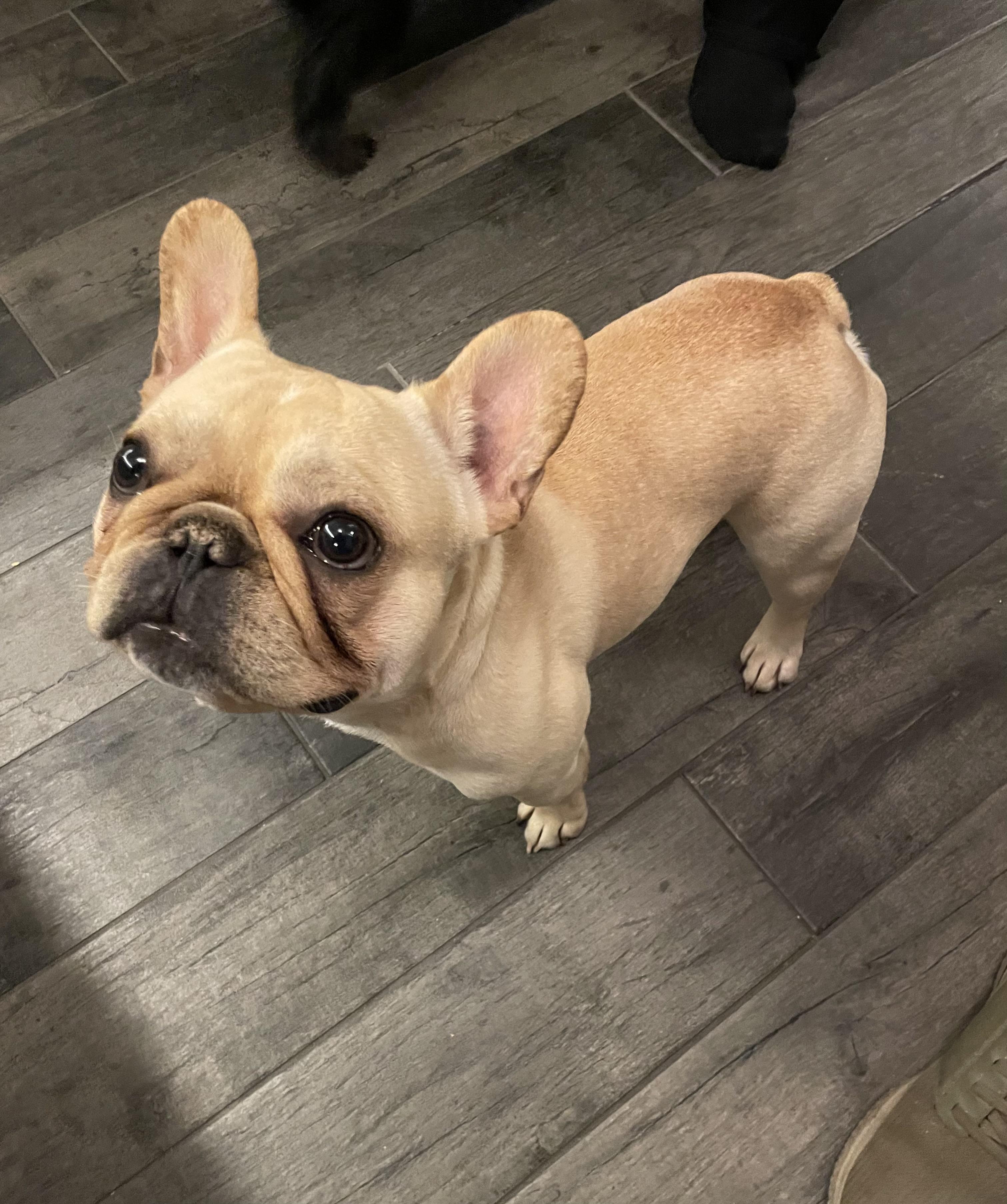 Enlarge Fritz , an adopted French Bulldog in White Lake, MI image 3/4