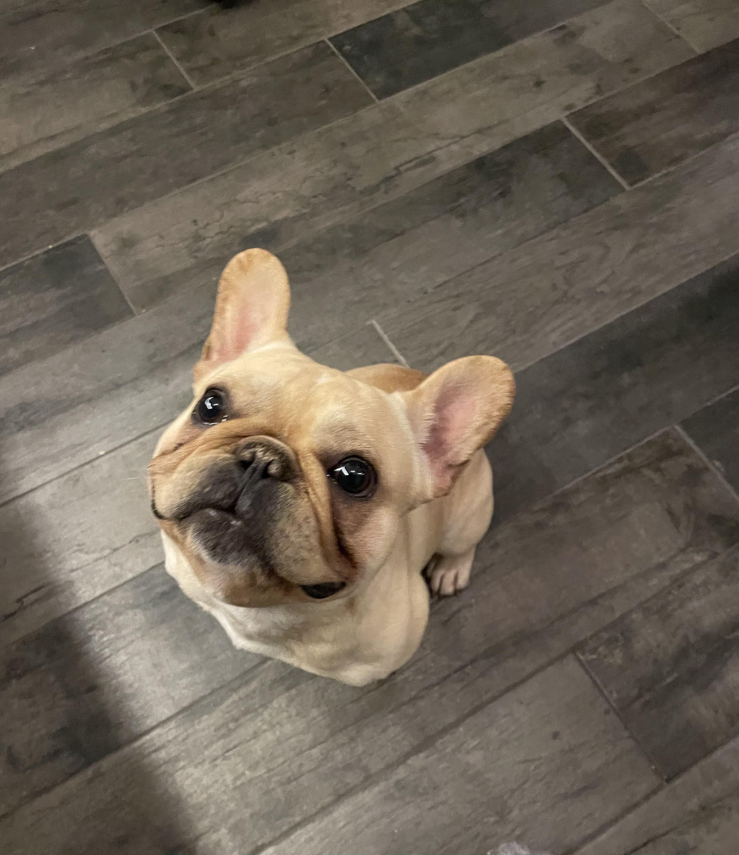 Enlarge Fritz , an adopted French Bulldog in White Lake, MI image 1/4