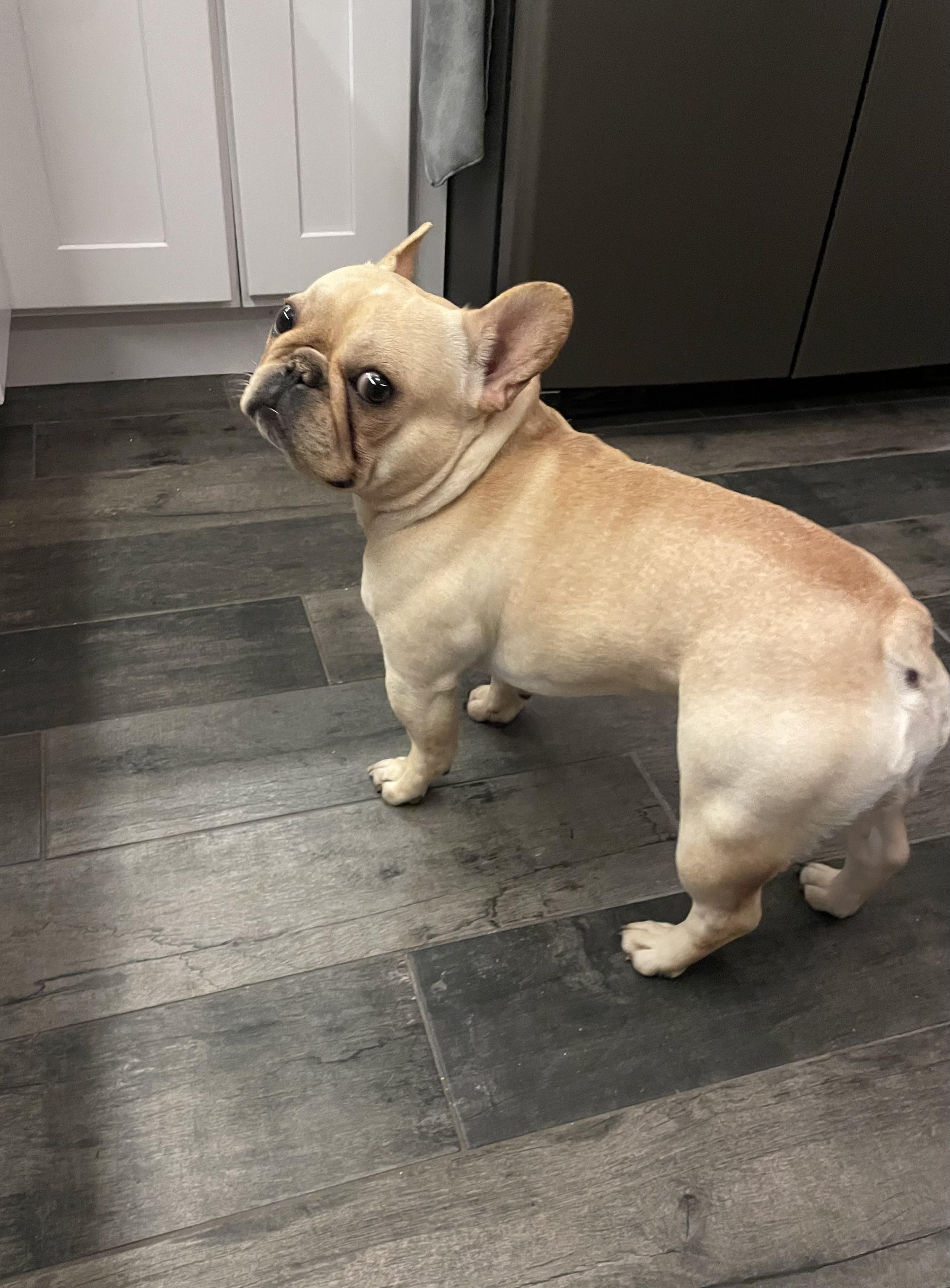 Enlarge Fritz , an adopted French Bulldog in White Lake, MI image 4/4