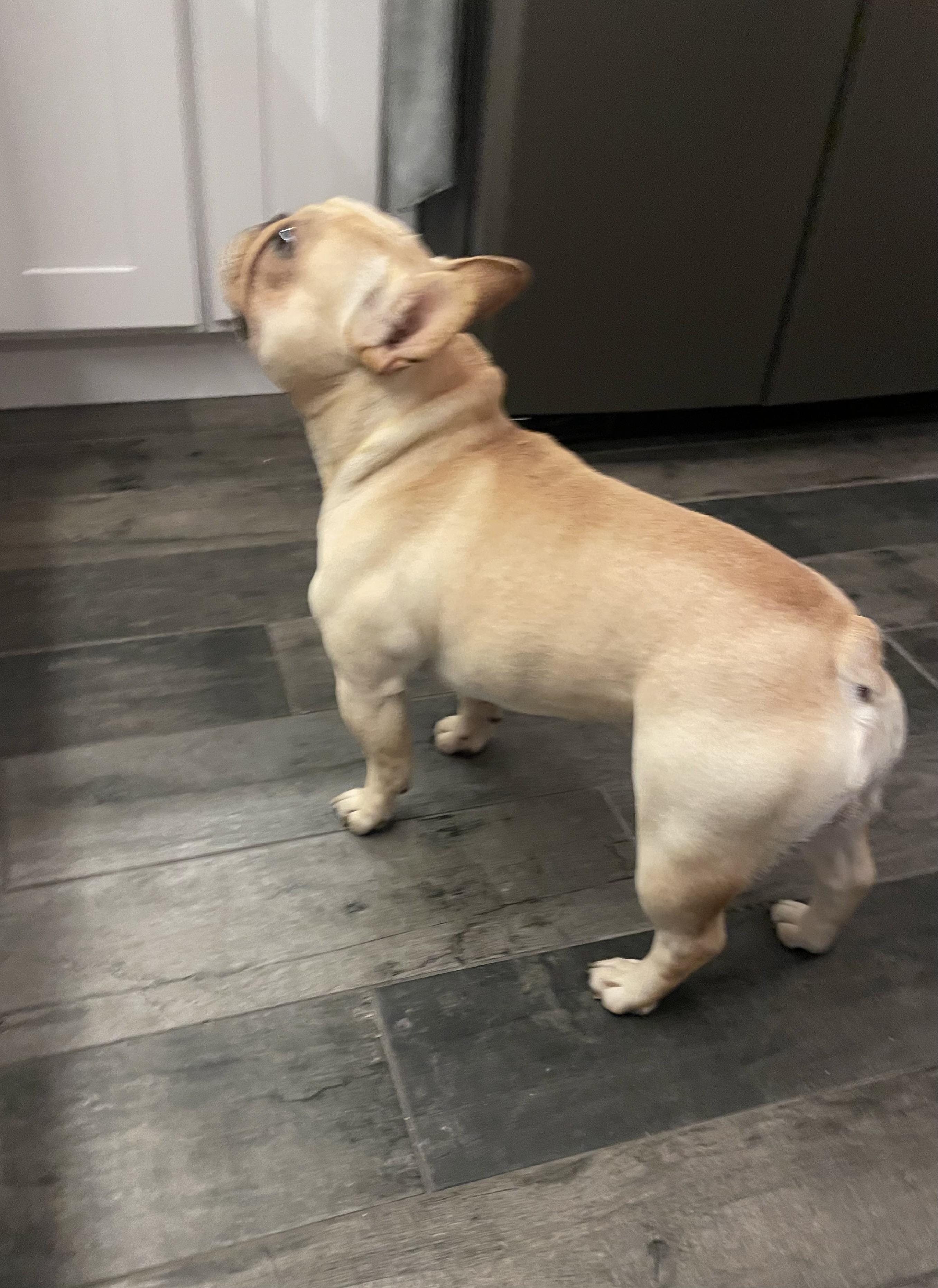 Enlarge Fritz , an adopted French Bulldog in White Lake, MI image 2/4