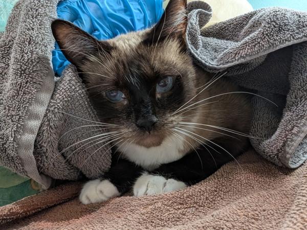 Donna, Adoptable, Adult Female Domestic Short Hair.