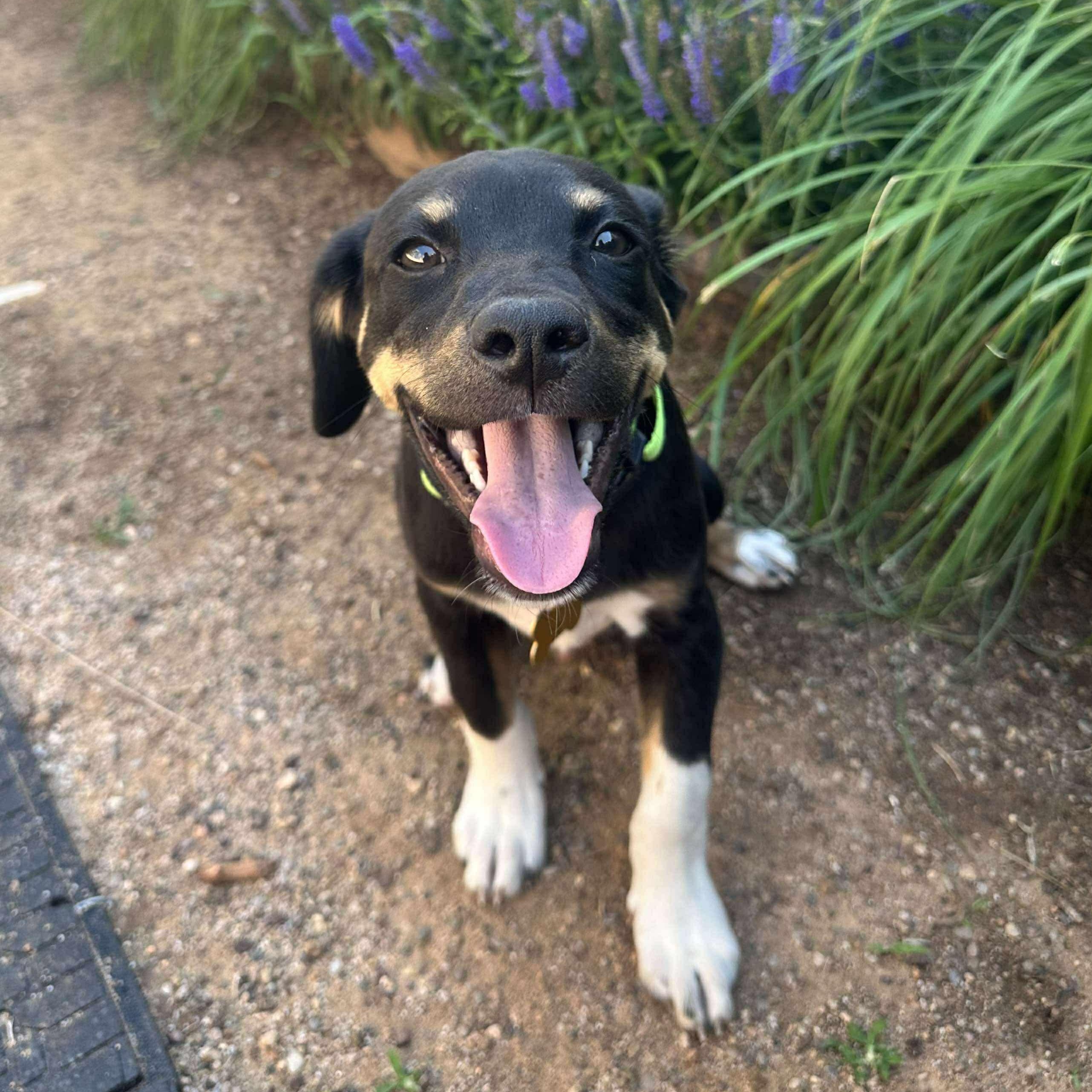 Socks, an adoptable Mixed Breed in Clovis, NM, 88101 | Photo Image 1