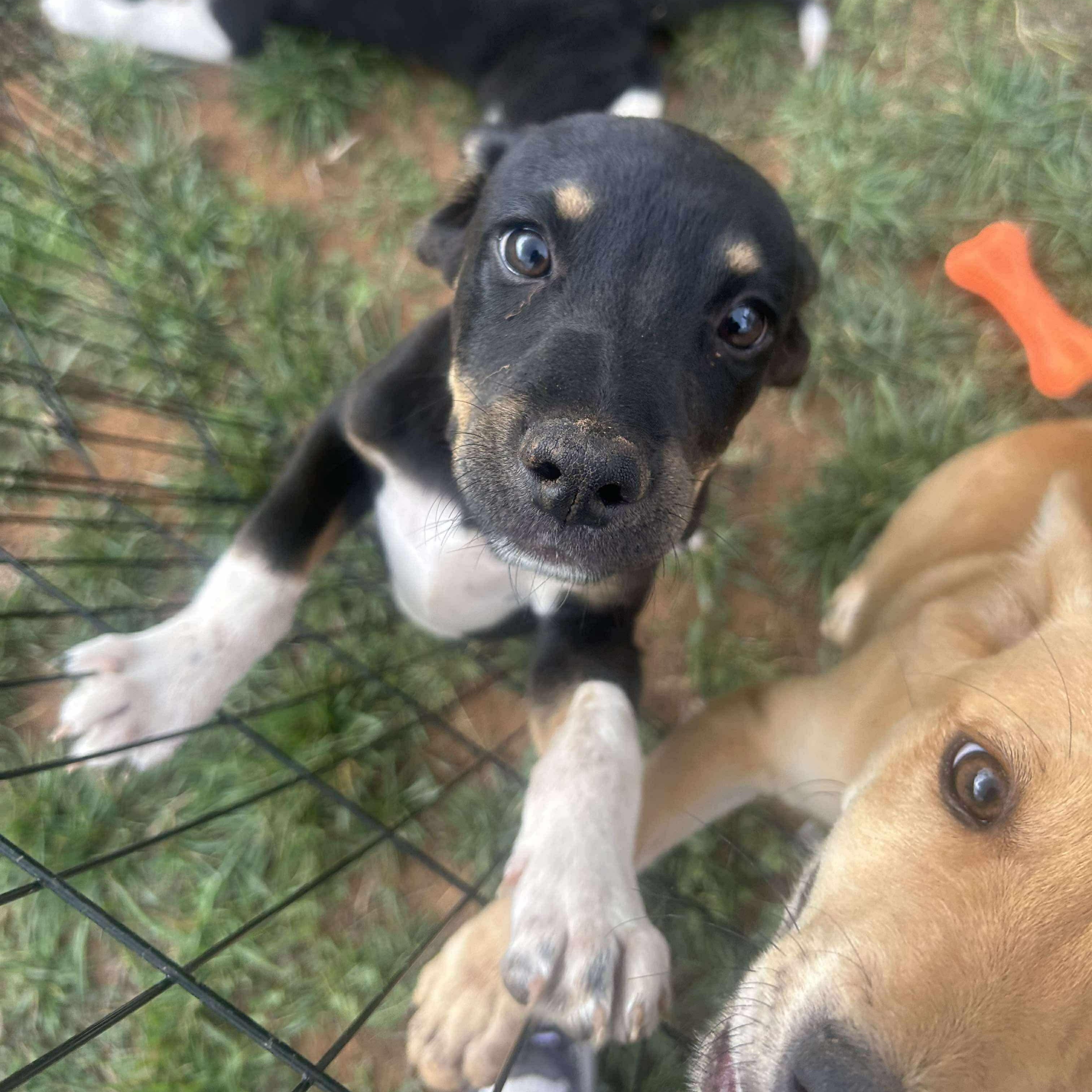 Socks, an adoptable Mixed Breed in Clovis, NM, 88101 | Photo Image 3