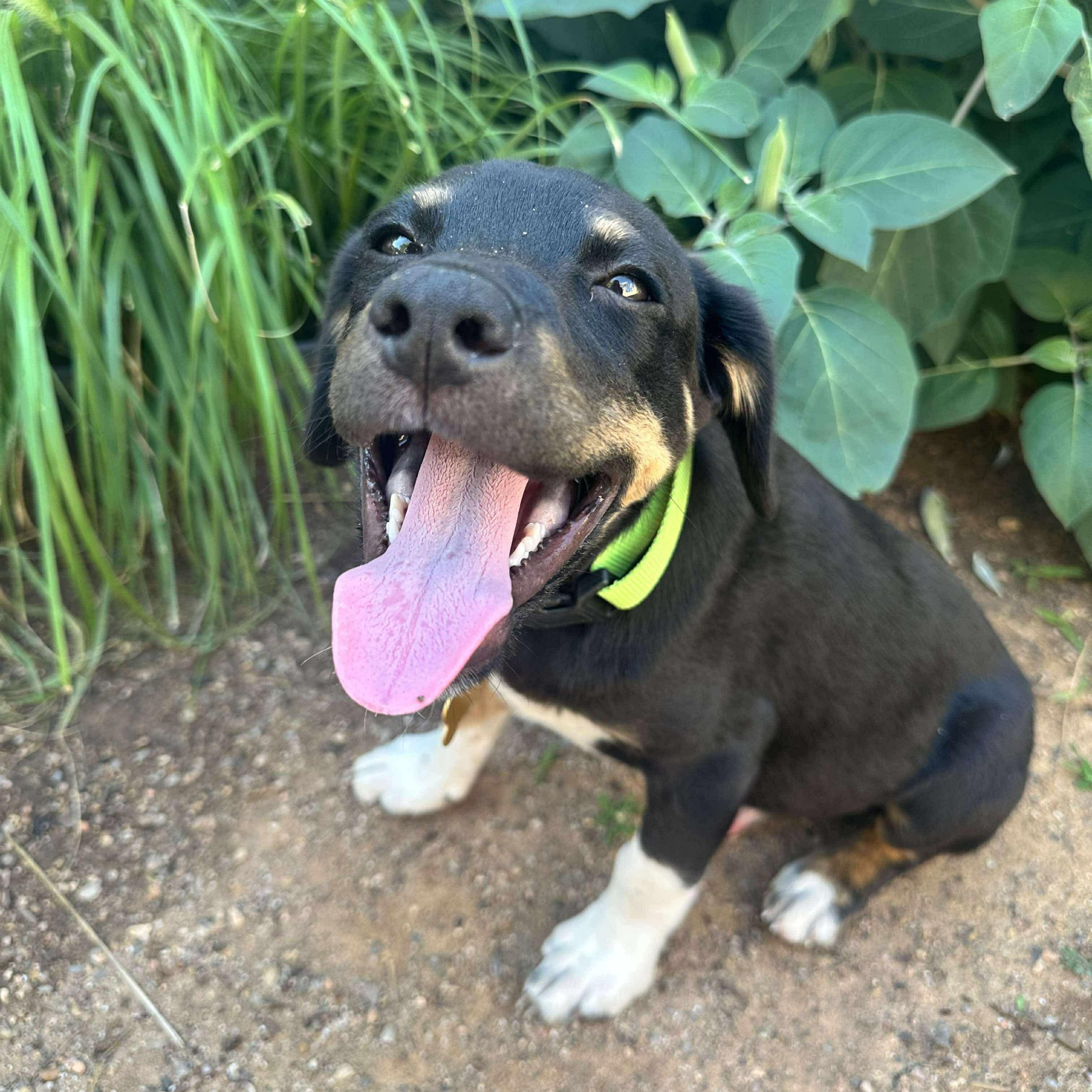 Socks, an adoptable Mixed Breed in Clovis, NM, 88101 | Photo Image 2