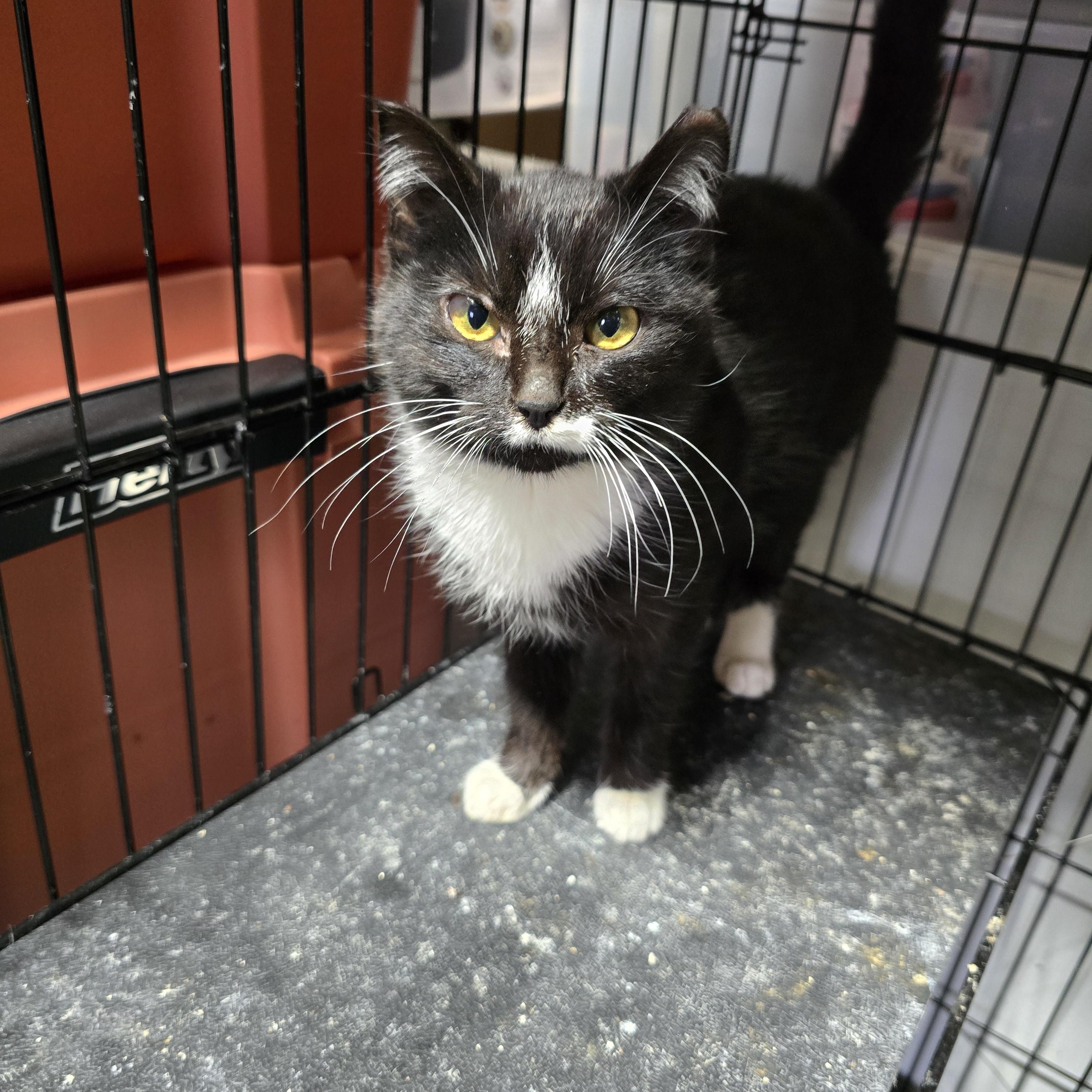 Paste, adopted, Kitten Female Domestic Short Hair.